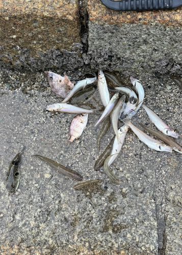 タイの釣果