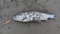 サクラマスの釣果