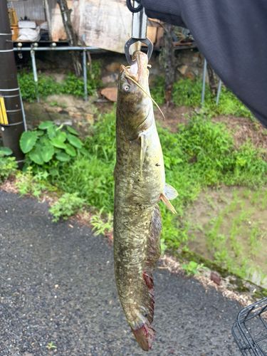 ナマズの釣果