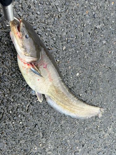 ナマズの釣果