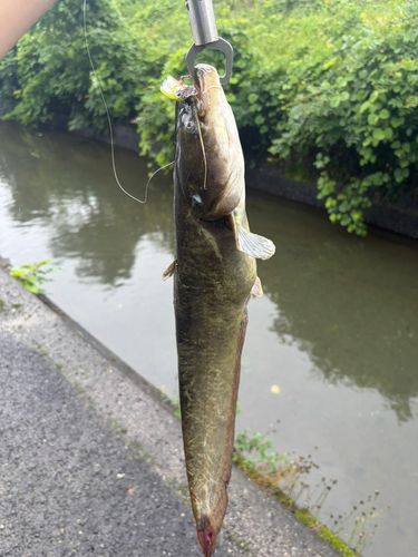 ナマズの釣果