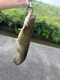 ナマズの釣果