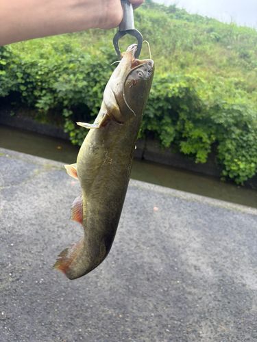 ナマズの釣果