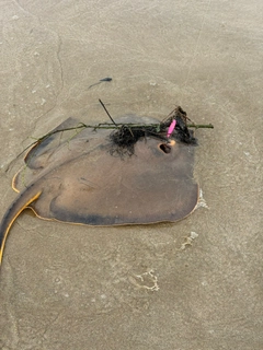 エイの釣果