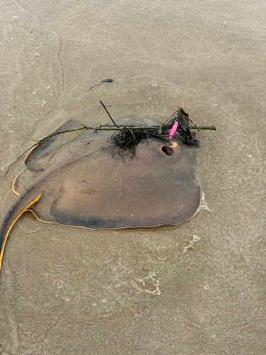 エイの釣果