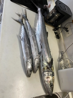 サワラの釣果