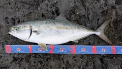 イナダの釣果