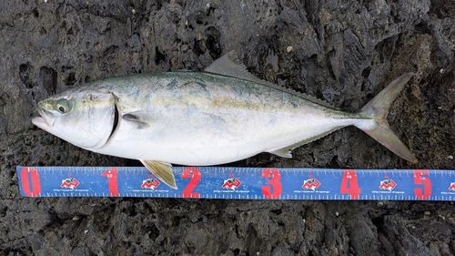 イナダの釣果