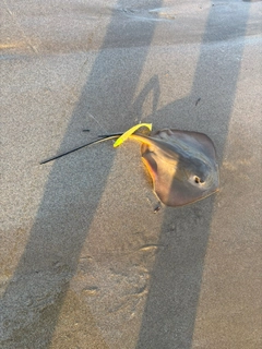 エイの釣果