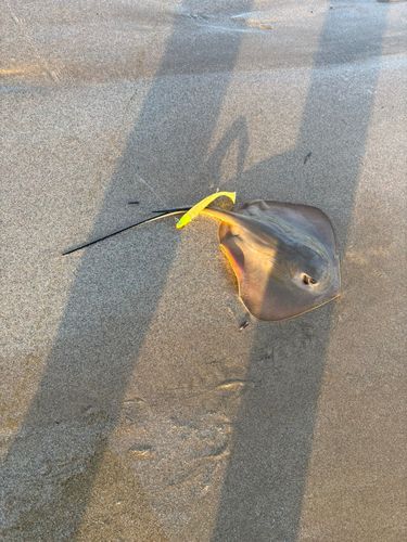 エイの釣果