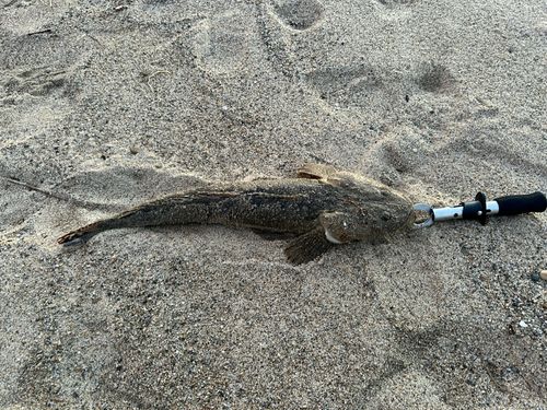 マゴチの釣果