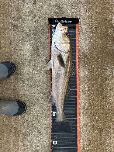 マルスズキの釣果