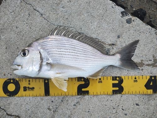 ヘダイの釣果