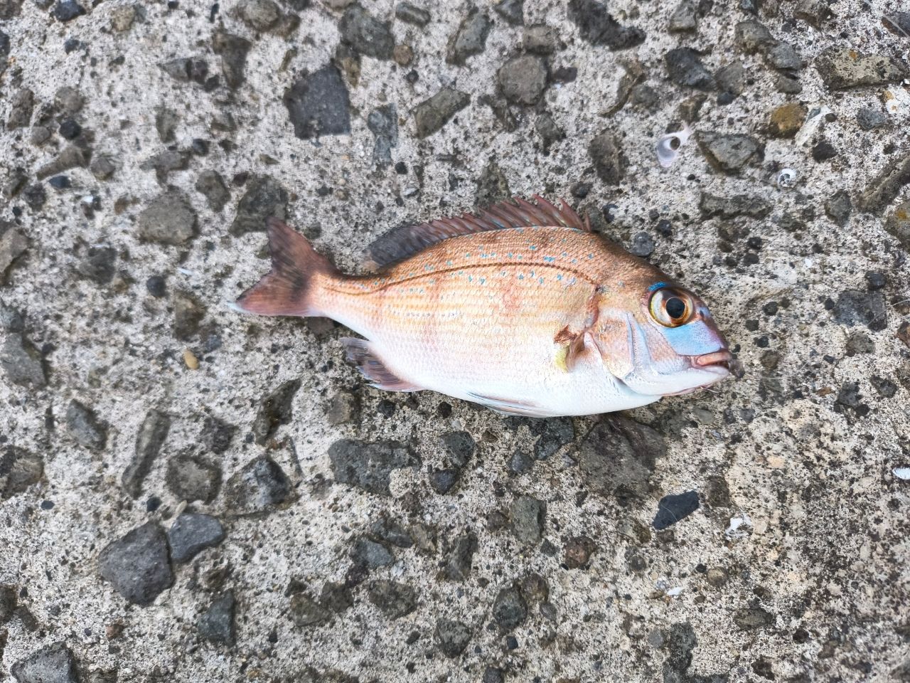 マダイの釣果写真