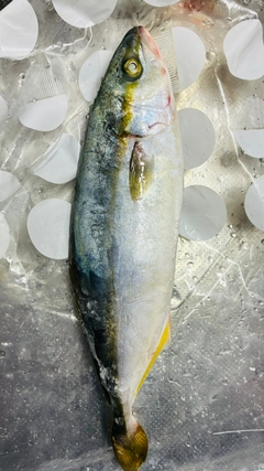 ワカシの釣果