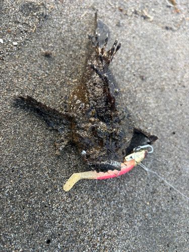 オニオコゼの釣果