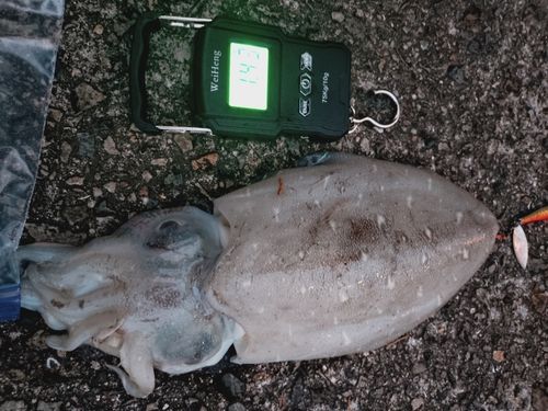 コウイカの釣果