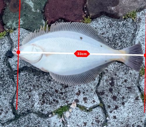 マガレイの釣果