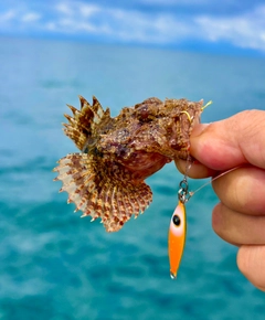 オニカサゴの釣果