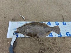 ヒラメの釣果