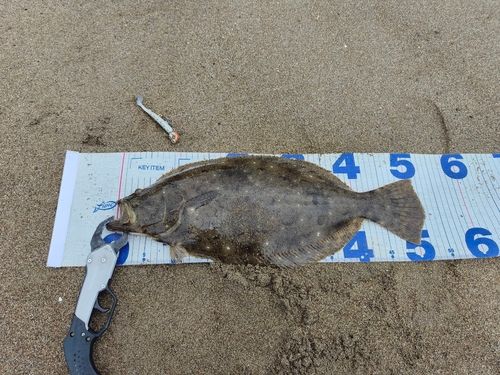 ヒラメの釣果