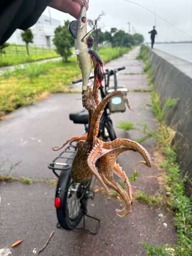 マダコの釣果