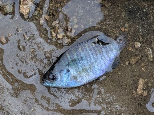 ブルーギルの釣果