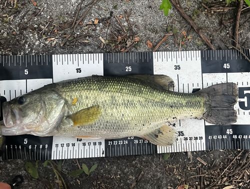 ブラックバスの釣果
