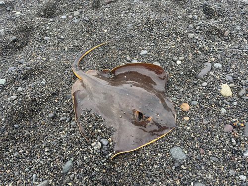 アカエイの釣果
