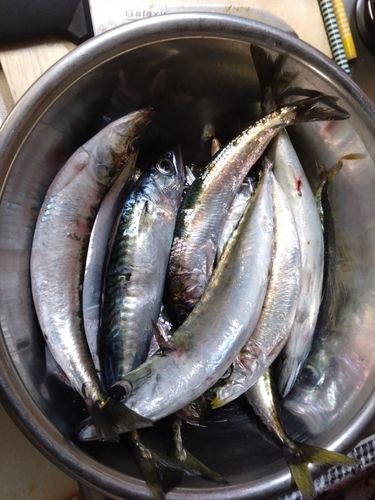 イワシの釣果