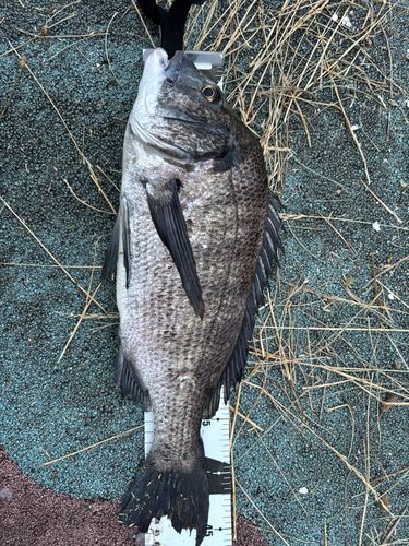 チヌの釣果