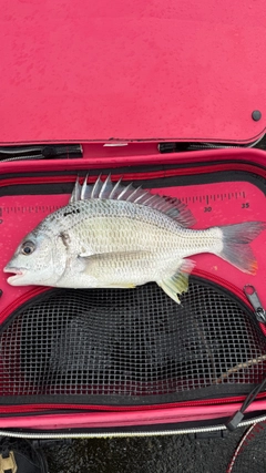 キビレの釣果