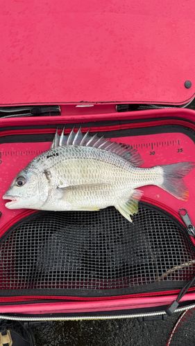 キビレの釣果
