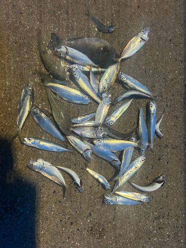 釣果