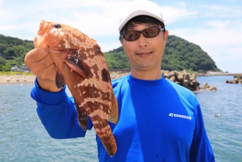 キジハタの釣果