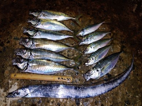 タチウオの釣果