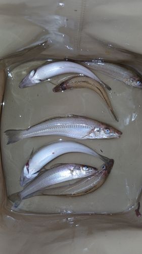 シロギスの釣果