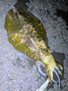 アオリイカの釣果
