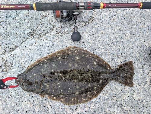 ヒラメの釣果