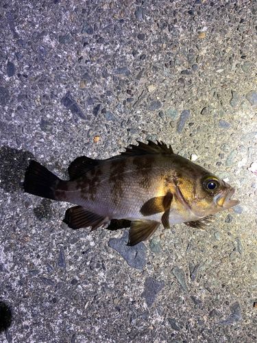 メバルの釣果