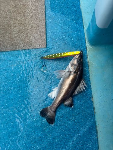 アラの釣果