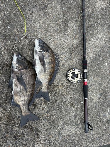 クロダイの釣果