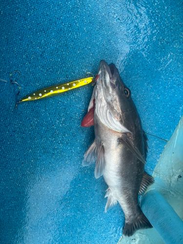 アラの釣果
