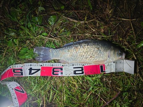 マブナの釣果