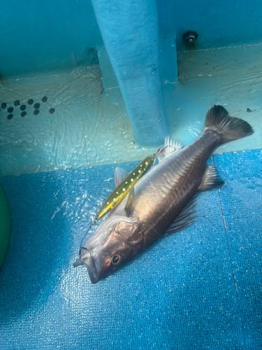 アラの釣果