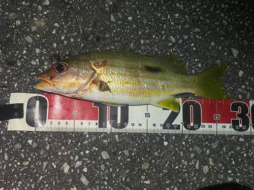 ヤマトビーの釣果