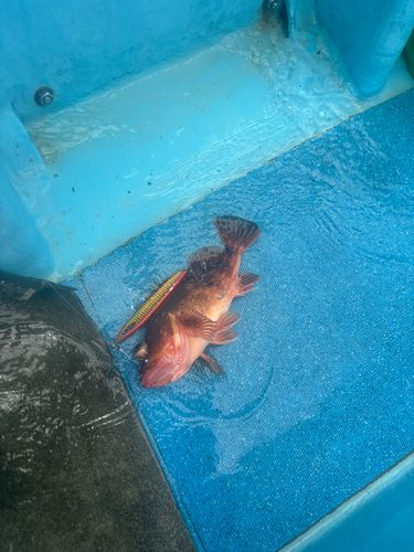 ウッカリカサゴの釣果
