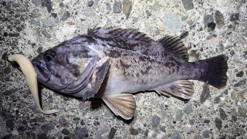 クロソイの釣果