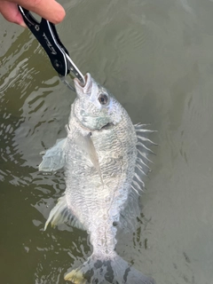キビレの釣果