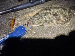 ソゲの釣果